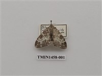 藏品(尺蠖蛾科)的圖片